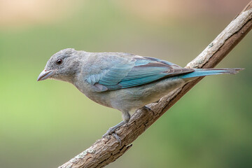Sayaca Tanager