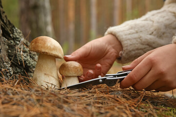 Woman cutting porcini mushroom with knife in forest, closeup