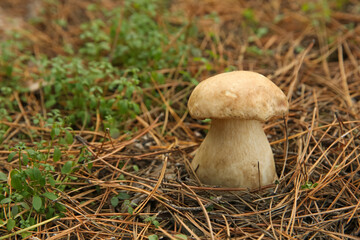 Small porcini mushroom growing in forest, closeup