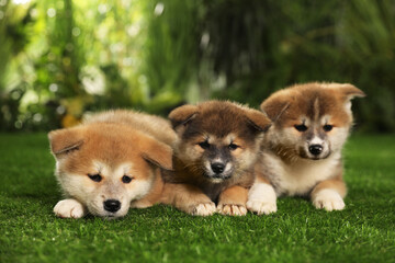 Adorable Akita Inu puppies on green grass outdoors