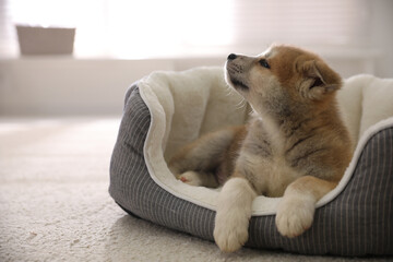 Adorable Akita Inu puppy in dog bed indoors