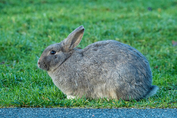 side portrait of a cute chubby grey rabbit resting on green grasses in the park