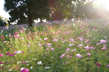 Cosmos flowers are blooming with soft sunshine at Howa koen Park in Tokyo, Japan.