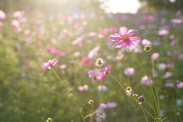 Cosmos flowers are blooming with soft sunshine at Howa koen Park in Tokyo, Japan.