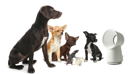 Cute dogs and rats near fan on white background. Summer heat