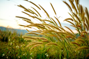 
The grass in the middle of the hill in the evening
