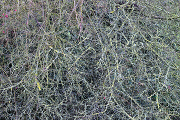 Branches with berries and lichen in winter, England