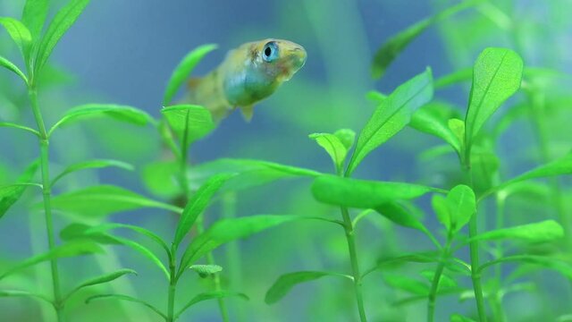 水槽の中で泳いでいるメダカと水草