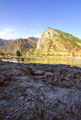 Small pine on the rocky shore of Katun - vertically