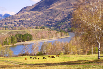 Horses in a mountain meadow