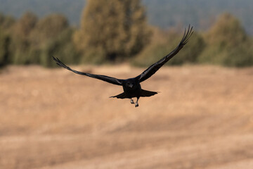 flying crow corvus corone