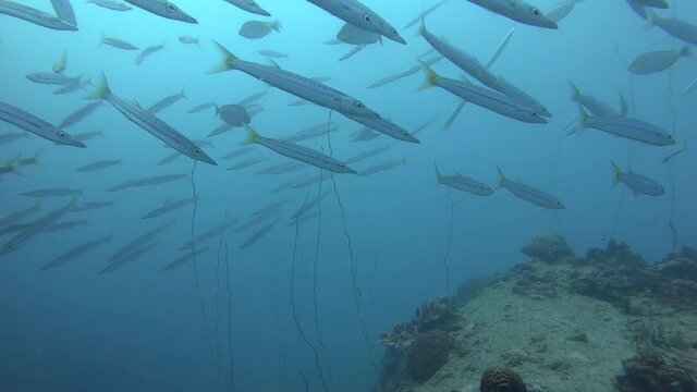 School of Yellowtail Pickhandle Barracuda Circle Over Deep Pinnacle Dive Site