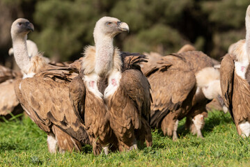 griffon vulture perched gyps fulvus