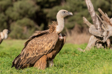 Obraz premium griffon vulture perched gyps fulvus
