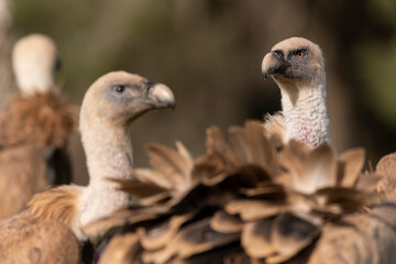 portrait of griffon vulture gyps fulvus