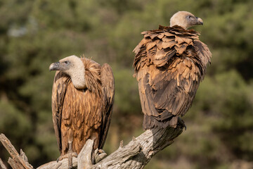 griffon vulture perched gyps fulvus