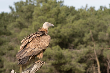 griffon vulture perched gyps fulvus