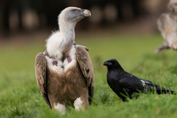 griffon vulture perched gyps fulvus