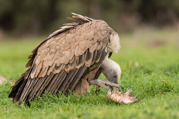 Obraz premium griffon vulture eating carrion