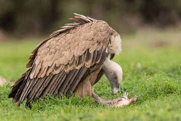 griffon vulture eating carrion