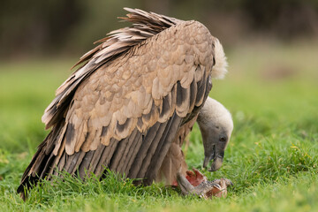 griffon vulture eating carrion