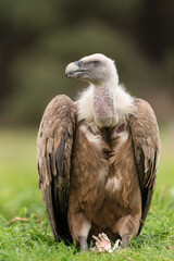 griffon vulture perched gyps fulvus