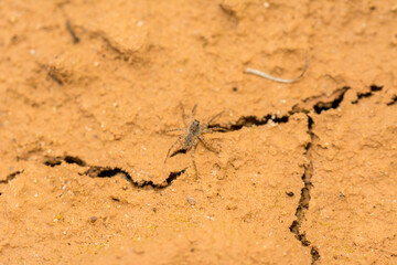 Baby spider on the cracked dry earth