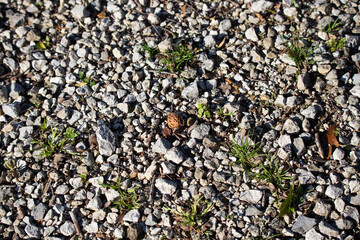 Peach Pit on the Ground