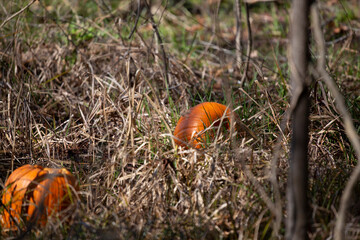Pair of Pumpkins in a Field