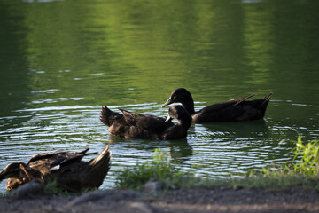 Grooming and Floating Ducks