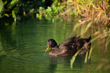 Duck near Lake Shore