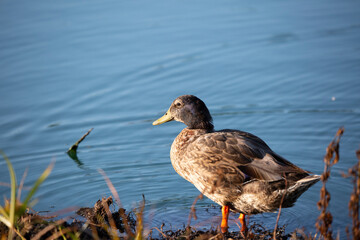 Domestic Duck near a Lake Shore