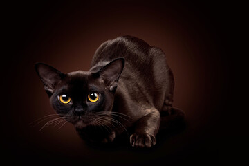 Horizontal photo of a brown Burmese cat. Studio photo on a brown background