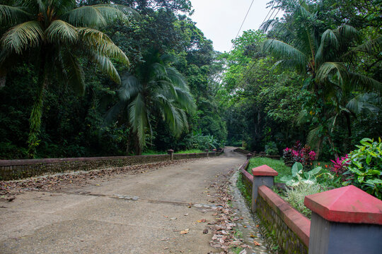 huerta, naturaleza, la palma, &aacute;rbol, verde, tropical, aparcar, camino, paisaje, verano, carretera, &aacute;rbol, cielo, playa, viajando, bosque, c&eacute;sped, f&aacute;brica, jungla, palmera, f&aacute;brica, acera, azul, andar