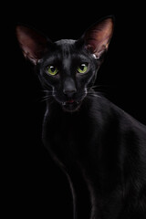 black oriental cat isolated over black background