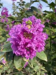 Lagerstroemia speciosa flower in nature garden