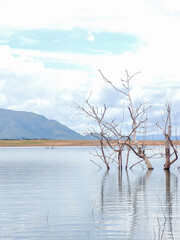 branches of a dry tree in a freshwater lake. Serra da Mesa Lake in Brazil