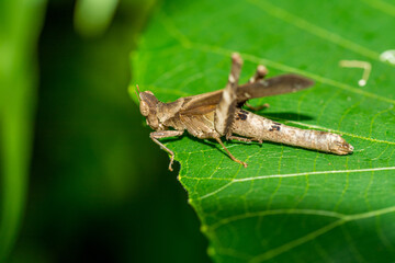 Grey field grasshopper (Chorthippus albomarginatus) on a leaf