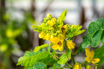 Close-up of yellow flowers and buds of Scrambled Egg Tree blooming in November