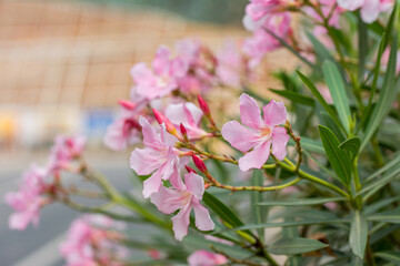 Pink Oleander  flower blooming in the park in November