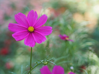 Obraz premium Dark Pink color flower, sulfur Cosmos, Mexican Aster flowers are blooming beautifully springtime in the garden, blurred of nature background