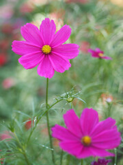 Dark Pink color flower, sulfur Cosmos, Mexican Aster flowers are blooming beautifully springtime in the garden, blurred of nature background