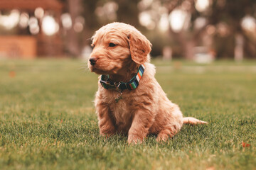 Golden Retriever Puppy in the Grass