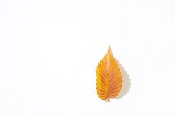 枯葉