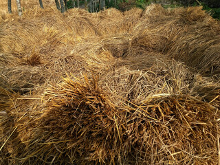 Ripe paddy or rice processing after cutting