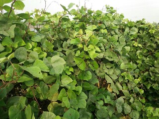 Broad bean vegetable garden