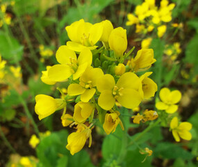 Beautiful mustard 'brassica' flowers in the field