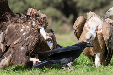 perched black vulture Aegypius monachus