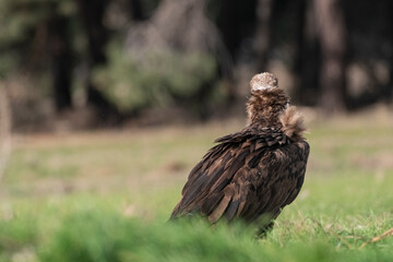 Fototapeta premium perched black vulture Aegypius monachus