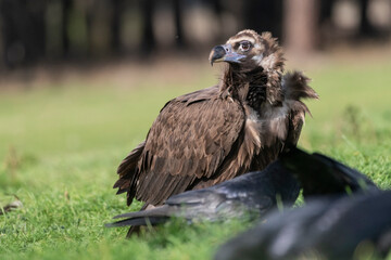perched black vulture Aegypius monachus